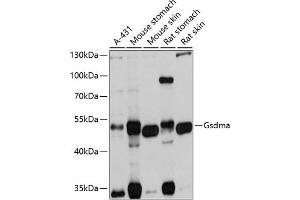 Western blot analysis of extracts of various cell lines, using Gsdma antibody  at 1:1000 dilution. (Gasdermin A Antikörper)