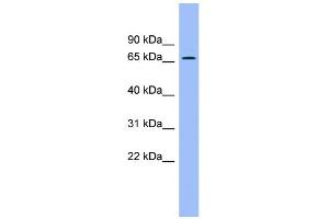 WB Suggested Anti-ACBD3 Antibody Titration: 0. (ACBD3 Antikörper  (N-Term))