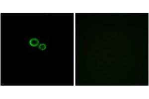 Immunofluorescence (IF) image for anti-Olfactory Receptor, Family 11, Subfamily G, Member 2 (OR11G2) (AA 241-290) antibody (ABIN2890918) (OR11G2 Antikörper  (AA 241-290))