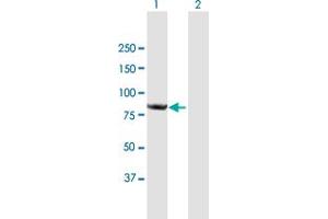 Western Blot analysis of CNOT10 expression in transfected 293T cell line by CNOT10 MaxPab polyclonal antibody. (CNOT10 Antikörper  (AA 1-744))