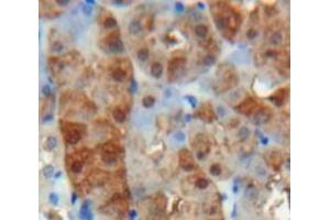 Used in DAB staining on fromalin fixed paraffin-embedded Kidney tissue (VWA1 Antikörper  (AA 43-285))