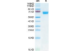 CLEC5A Protein (AA 26-188) (Fc Tag)