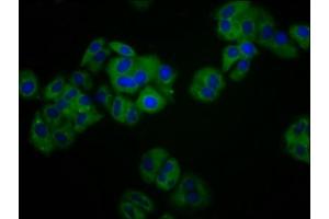 Immunofluorescence staining of HepG2 cells with ABIN7157534 at 1:100, counter-stained with DAPI. (KIR3DS1 Antikörper  (AA 198-335))