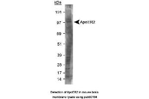 Image no. 2 for anti-Low Density Lipoprotein Receptor-Related Protein 8, Apolipoprotein E Receptor (LRP8) (C-Term) antibody (ABIN363503) (LRP8 Antikörper  (C-Term))
