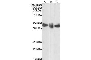 ABIN2613401 (0. (CD27 Antikörper  (AA 161-175))