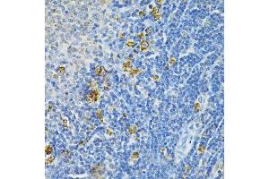 Immunohistochemistry of paraffin-embedded rat spleen using GLRX Antibody (ABIN1876503) at dilution of 1:200 (40x lens). (Glutaredoxin 1 Antikörper)