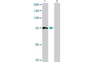 Western Blot analysis of MTM1 expression in transfected 293T cell line by MTM1 MaxPab polyclonal antibody.