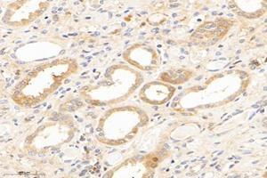 Immunohistochemistry analysis of paraffin-embedded human kidney using,IVD (ABIN7074382) at dilution of 1: 2800 (IVD Antikörper)