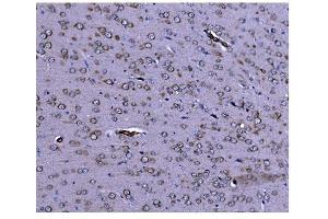 IHC analysis of Caspase-9/Casp9 using anti-Caspase-9/Casp9 antibody (ABIN7600418).