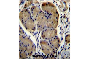 WDR86 Antibody (C-term) (ABIN656453 and ABIN2845737) immunohistochemistry analysis in formalin fixed and paraffin embedded human stomach tissue followed by peroxidase conjugation of the secondary antibody and DAB staining. (WDR86 Antikörper  (C-Term))