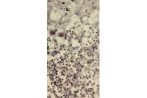 Immunohistochemistry (IHC) image for anti-Thioredoxin-Like 1 (TXNL1) (C-Term) antibody (ABIN356852)