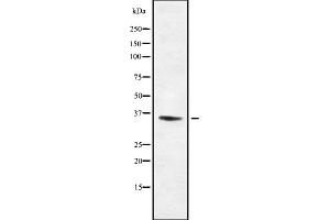 Western blot analysis Olfactory receptor 13C8 using NIH-3T3 whole cell lysates (OR13C8 Antikörper)
