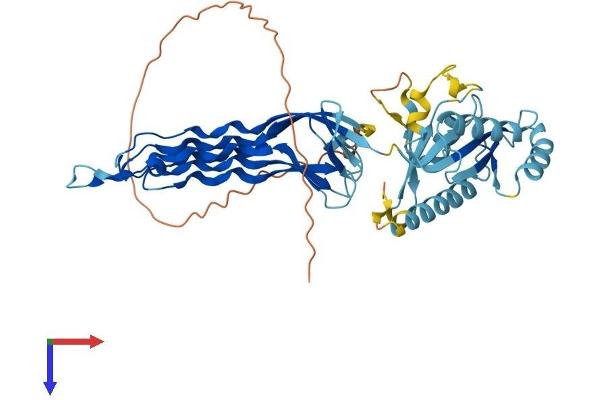 GTPBP5 Protein (AA 1-406) (His tag)
