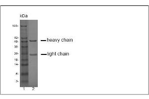 SDS-PAGE analysis of purified LT-3D2 monoclonal antibody.
