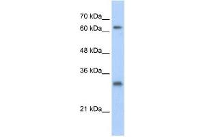 USP39 antibody used at 1. (USP39 Antikörper  (N-Term))