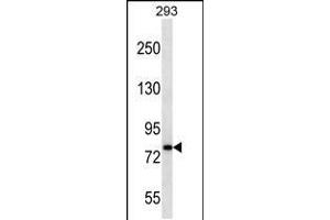 Western blot analysis in 293 cell line lysates (35ug/lane). (CDH19 Antikörper  (C-Term))