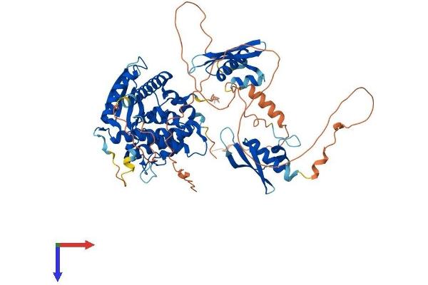 STRBP Protein (AA 1-672) (His tag)