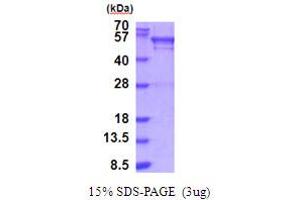 UDP-Glucose Pyrophosphorylase 2 (UGP2) (AA 1-508) protein (His tag)
