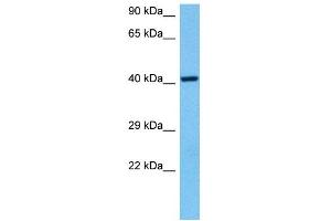Host:  Mouse  Target Name:  NRF1  Sample Tissue:  Mouse Heart  Antibody Dilution:  1ug/ml (NRF1 Antikörper  (Middle Region))