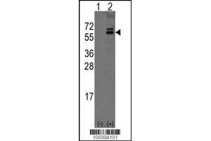 Western blot analysis of Noelin-1(Olfm1) using rabbit polyclonal Noelin-1(Olfm1) Antibody using 293 cell lysates (2 ug/lane) either nontransfected (Lane 1) or transiently transfected with the Noelin-1(Olfm1) gene (Lane 2). (Olfactomedin 1 Antikörper  (C-Term))