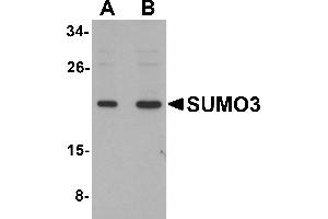 Western Blotting (WB) image for anti-Small Ubiquitin Related Modifier 3 (SUMO3) (C-Term) antibody (ABIN1030713) (SUMO3 Antikörper  (C-Term))