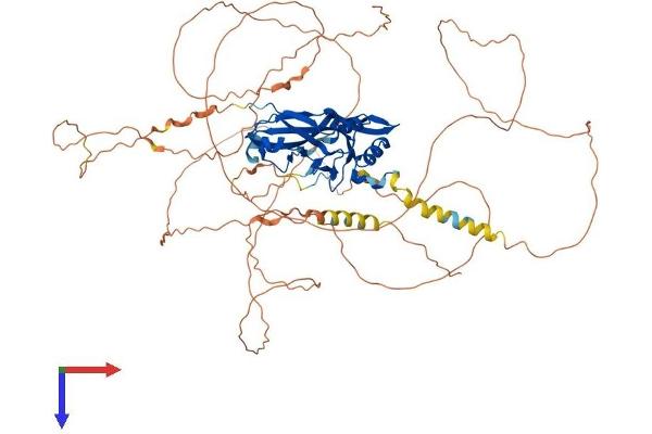 TBX3 Protein (AA 1-741) (His tag)