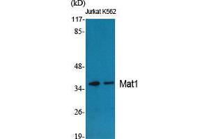 Western Blot (WB) analysis of specific cells using Mat1 Polyclonal Antibody.