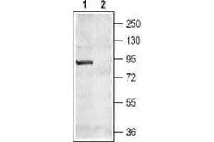 Western blot analysis of rat brain lysate: - 1. (CNGA4 Antikörper  (Intracellular, N-Term))