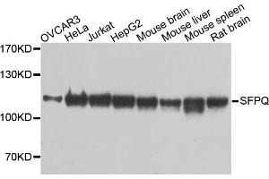 Western blot analysis of extracts of various cell lines, using SFPQ antibody. (SFPQ Antikörper)