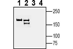Western blot analysis of rat brain membranes (lanes 1 and 3) and mouse brain membranes (lanes 2 and 4):1-2.
