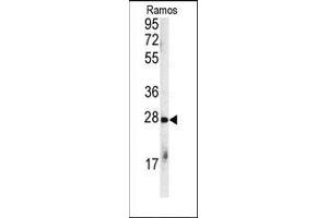 Western blot analysis of anti-CHIP (STUB1) Antibody (C-term) in Ramos cell line lysates (35ug/lane). (STUB1 Antikörper  (C-Term))