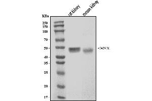 Western blot analysis of Dnmt3l using anti-Dnmt3l antibody (ABIN7601723).