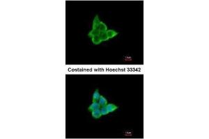 ICC/IF Image Immunofluorescence analysis of paraformaldehyde-fixed A431, using CIS, antibody at 1:200 dilution. (CISH Antikörper  (C-Term))