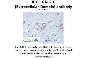 Image no. 1 for anti-Galanin Receptor 3 (GALR3) (3rd Extracellular Domain) antibody (ABIN1734574) (GALR3 Antikörper  (3rd Extracellular Domain))