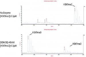 JMJD1B / KDM3B activity assay.