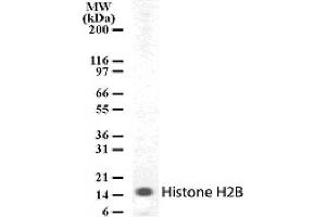 Histone H2B pAb tested by Western blot. (Histone H2B Antikörper  (AA 111-125))