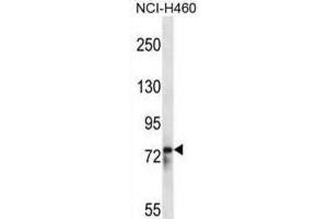 Western Blotting (WB) image for anti-RNA Binding Motif Protein 12 (RBM12) antibody (ABIN2998214) (RBM12 Antikörper)