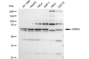 anti-Cytoplasmic Polyadenylation Element Binding Protein 1 (CPEB1) antibody