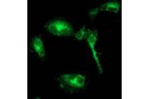 Anti-BECN1 mouse monoclonal antibody (ABIN2454375) immunofluorescent staining of COS7 cells transiently transfected by pCMV6-ENTRY BECN1 (RC201629). (Beclin 1 Antikörper)