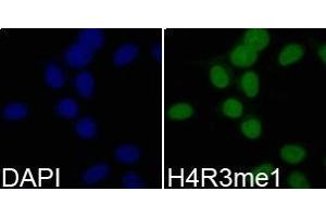Immunofluorescence analysis of 293T cell using H4R3me1 antibody. (Histone 3 Antikörper  (meArg3))
