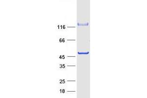Validation with Western Blot (C10orf88 Protein (Myc-DYKDDDDK Tag))