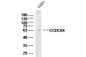 U251 lysates probed with CCDC64 Polyclonal Antibody, Unconjugated  at 1:300 dilution and 4˚C overnight incubation. (CCDC64 Antikörper  (AA 401-500))