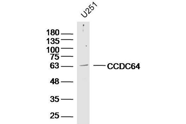 CCDC64 Antikörper  (AA 401-500)