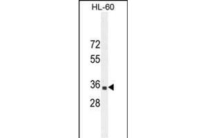 B3GNT4 Antaibody (Center) (ABIN654653 and ABIN2844349) western blot analysis in HL-60 cell line lysates (35 μg/lane). (B3GNT4 Antikörper  (AA 233-260))