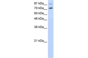 Western Blotting (WB) image for anti-Cell Division Cycle 25 Homolog B (S. Pombe) (CDC25B) antibody (ABIN2462389) (CDC25B Antikörper)