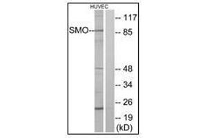 Western blot analysis of extracts from HuvEc cells, using SMO Antibody. (SMO Antikörper  (N-Term))