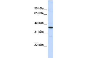 Host: Rabbit Target Name: RMDN3 Sample Type: HepG2 Whole cell lysates Antibody Dilution: 1.