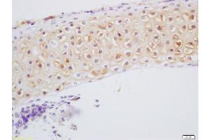 Formalin-fixed and paraffin embedded bone of mouse embryo labeled with Anti-DSPP Polyclonal Antibody, Unconjugated (ABIN1386864) at 1:200 followed by conjugation to the secondary antibody and DAB staining (DSPP Antikörper)