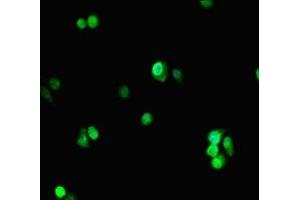 Immunofluorescent analysis of HepG2 cells using ABIN7164738 at dilution of 1:100 and Alexa Fluor 488-congugated AffiniPure Goat Anti-Rabbit IgG(H+L) (PCNA Antikörper  (AA 1-261))