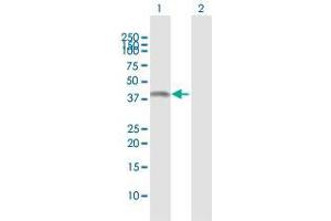 Western Blot analysis of ASRGL1 expression in transfected 293T cell line by ASRGL1 MaxPab polyclonal antibody.